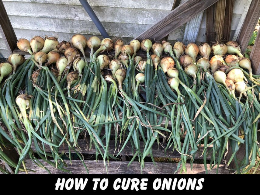 how to dry onions