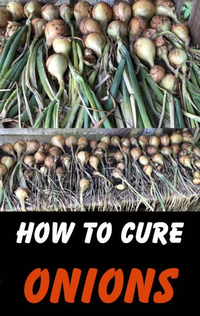 how to cure onions after harvesting