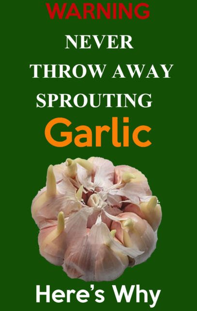 grow Garlic