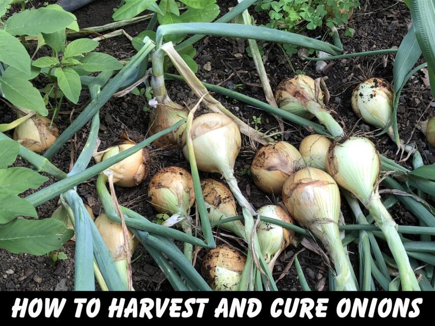 harvesting onions