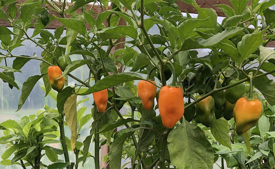 grow pepper