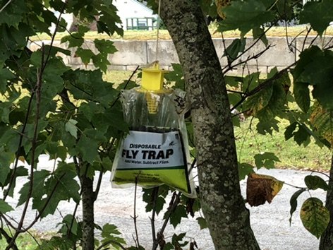 fly-pest-control-traps