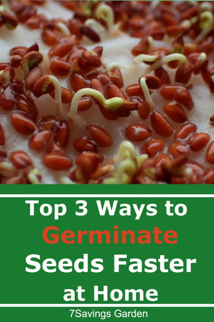 How to Germinate seeds faster