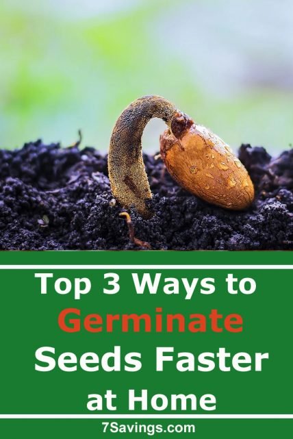 How to germinate seeds faster