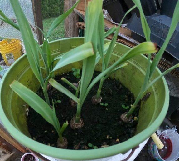 how to grow lemongrass