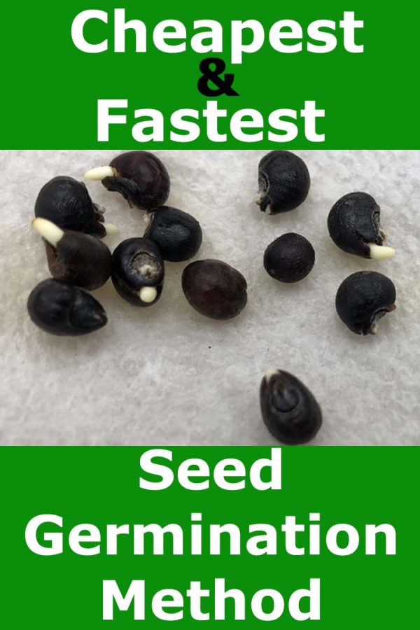 How to germinate seeds fast (paper towel method)