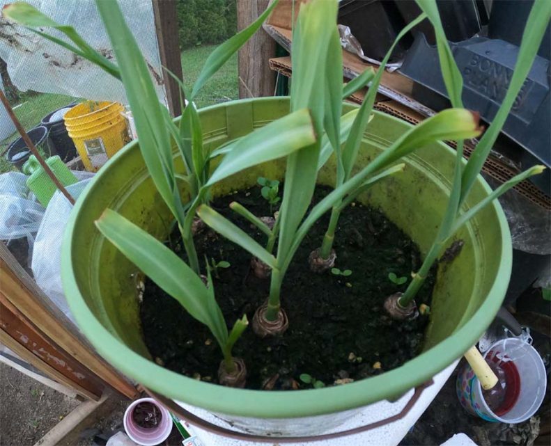 how to grow lemongrass in a pot