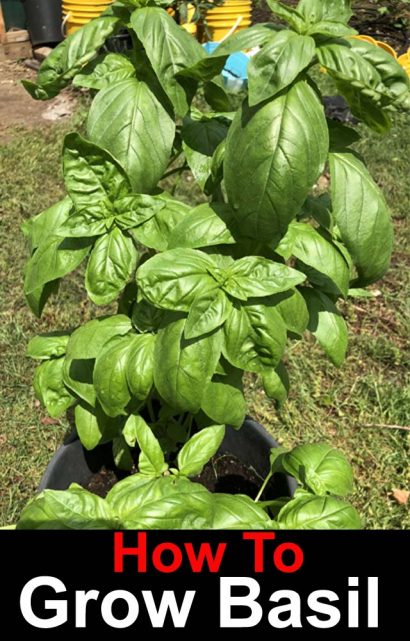 How to grow Basil