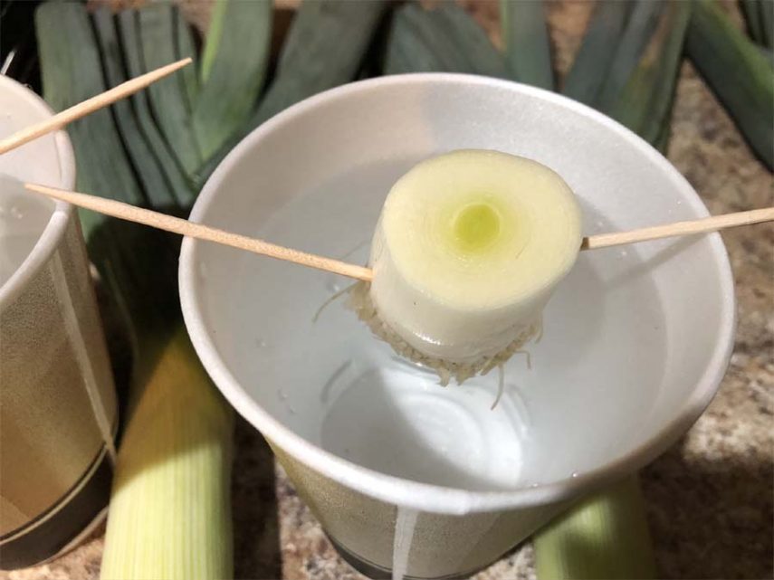 How to Plant Leeks