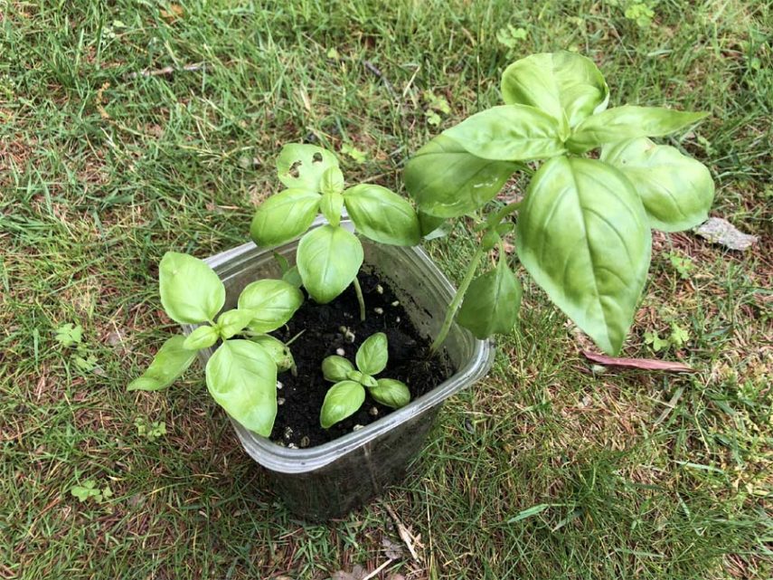 How to plant Basil in containers