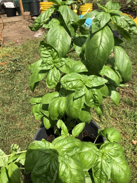 growing basil