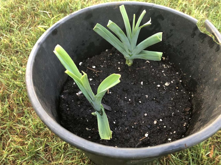 leeks how to grow