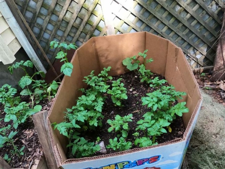 Growing Potatoes in a box