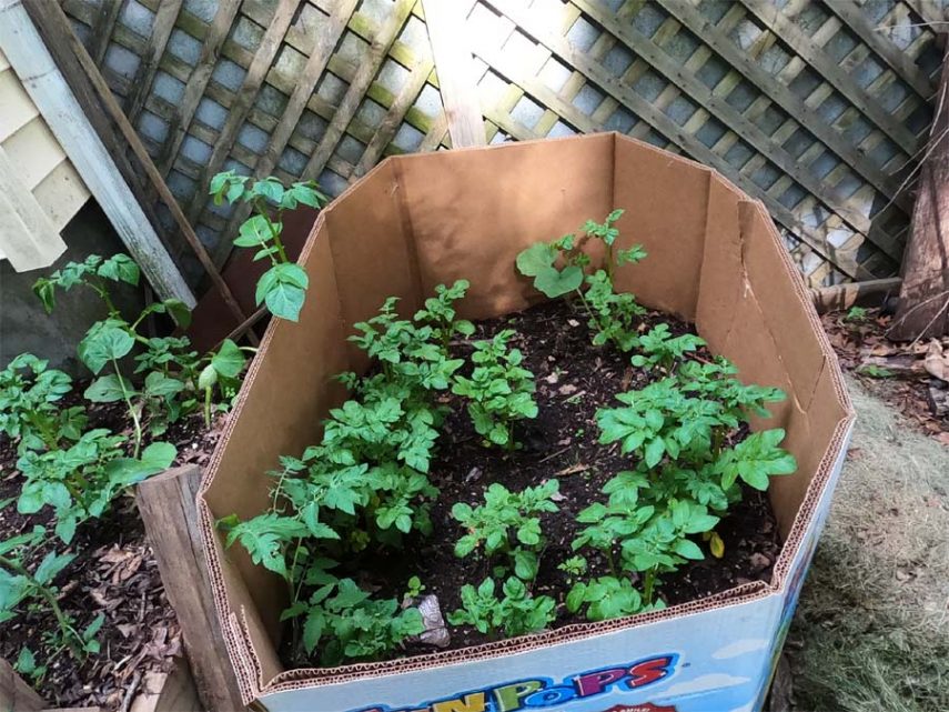 growing potatoes in a box