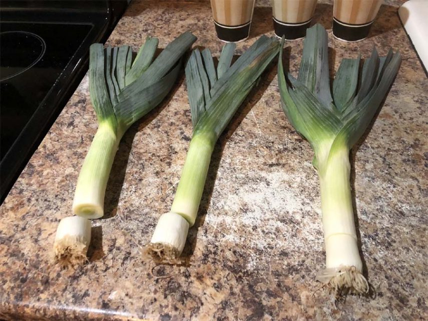 How to regrow leeks