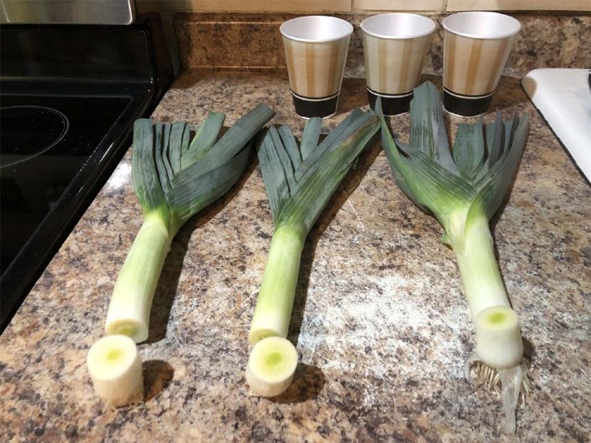 How to grow leeks