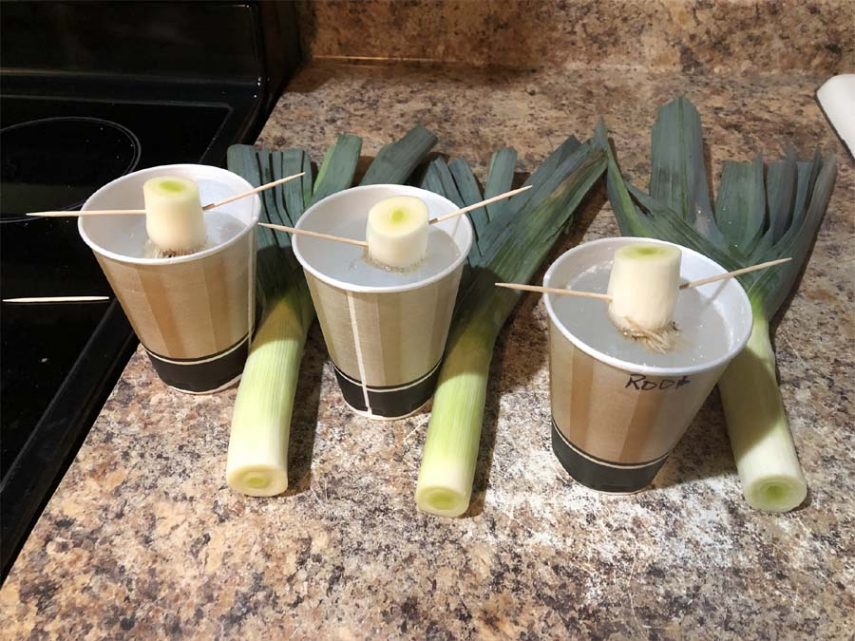 how to regrow leeks