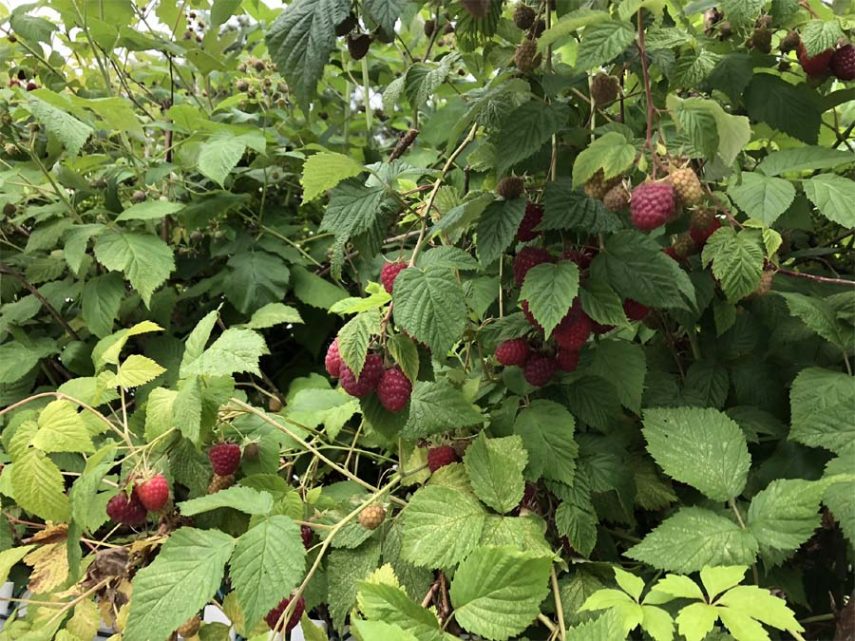 how to grow raspberries