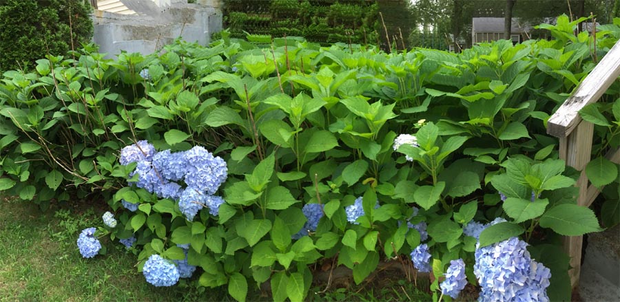 hydrangeas