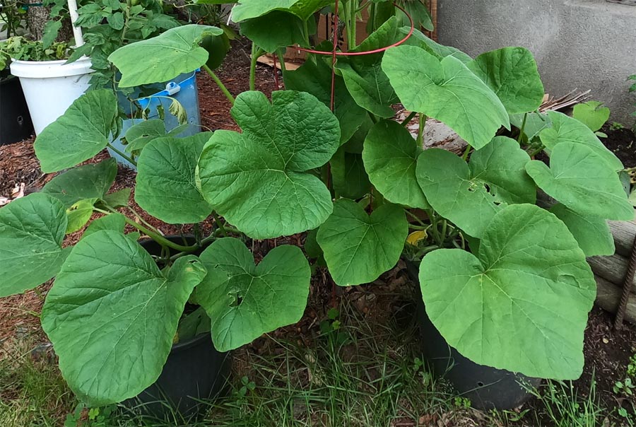 pumpkin plant