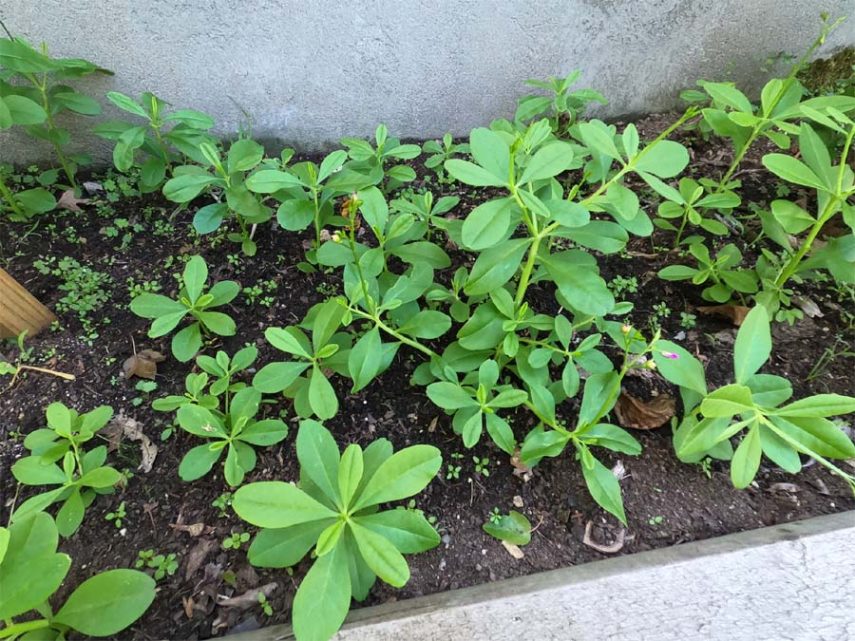 harvesting waterleaf