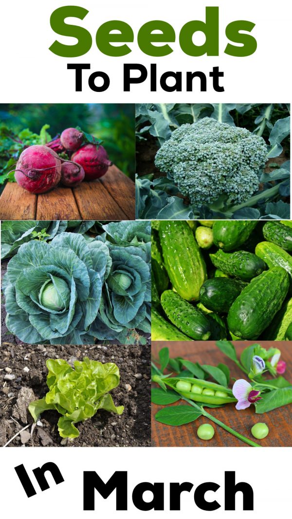 Seeds you should plant in March and Why. plant them indoors or outdoors