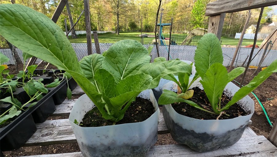 How to grow in a milk Jug