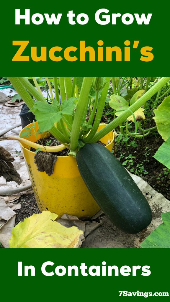 How to grow zucchini
