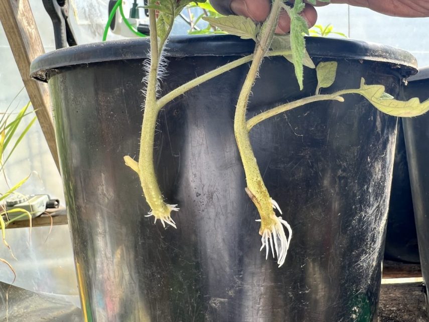 Fastest way to root cuttings in water