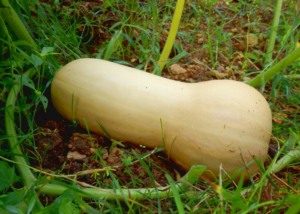 5 Secrets to Growing the Sweetest Butternut Squash