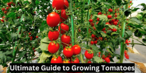Your Ultimate Guide On How To Grow Tomatoes From Seed
