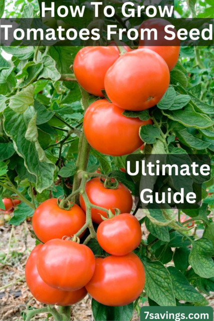 Your Ultimate Guide on how to grow tomatoes from seed – 7Savings.com